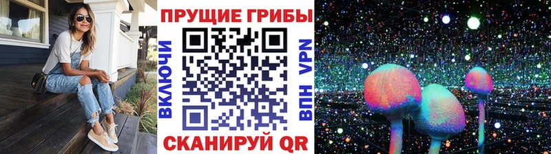 Купить  Каргат  Галлюциногенные грибы Cubensis 